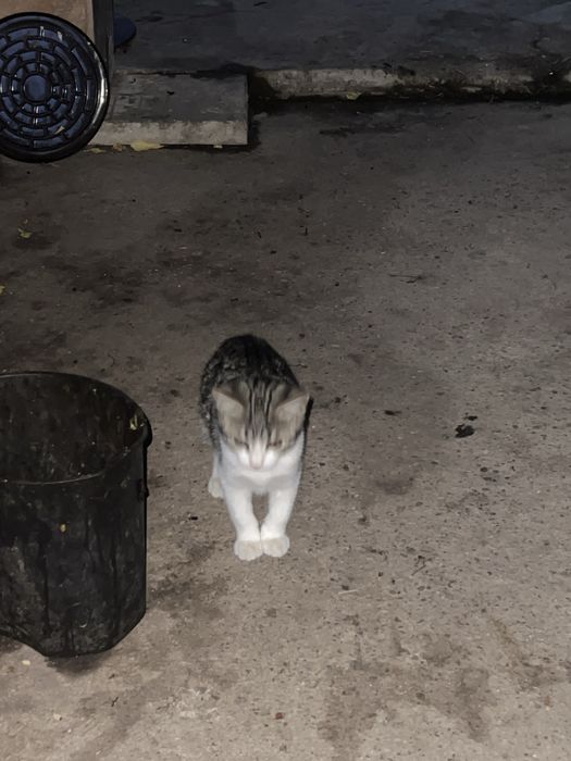 Подарявам котенца