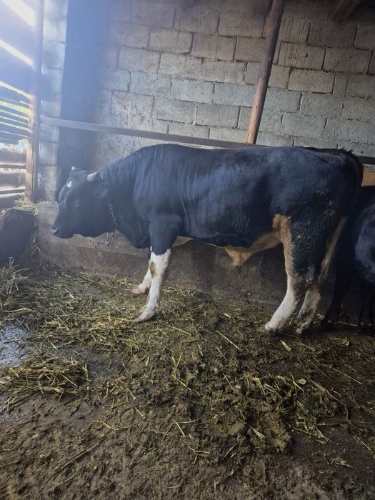 Vitel de vanzare,6500 lei PRET NEGOCIABIL