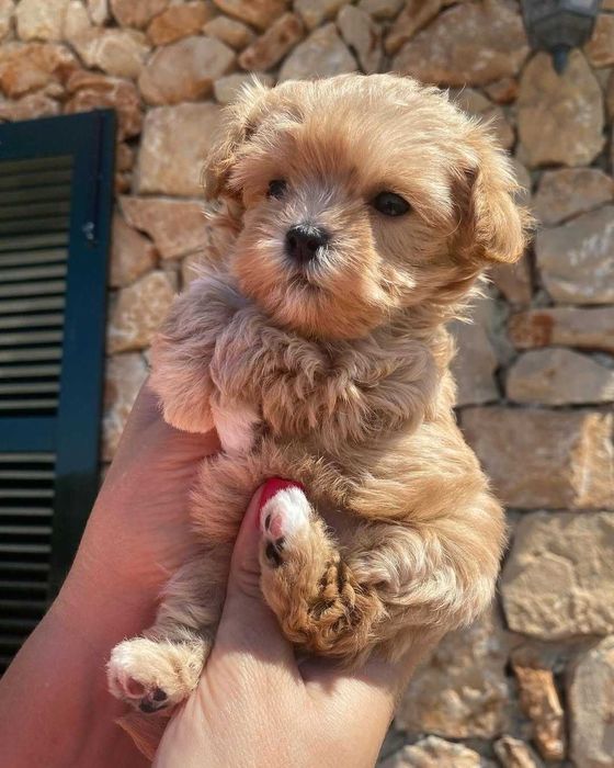 Cățeluș Maltipoo mini toy