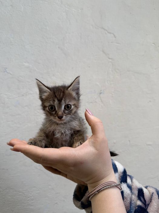 Отдаю котят в хорошие руки