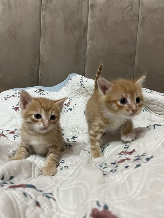 Отдам котят бесплатно