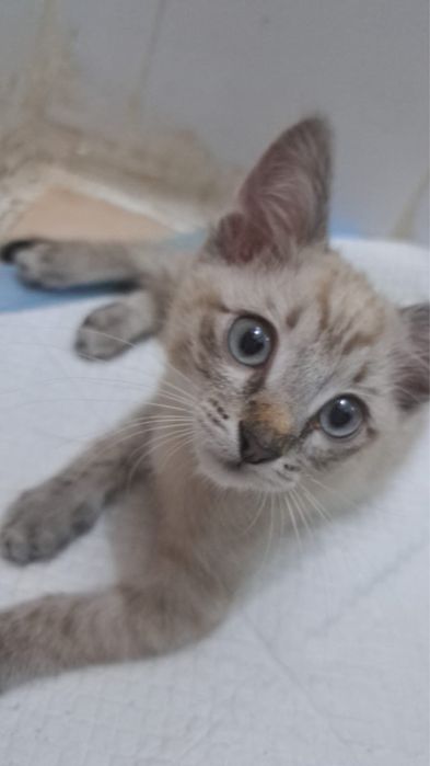 Ищем дом котенку