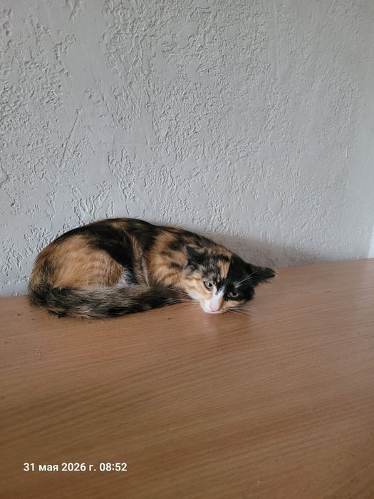 Отдам в добрые руки