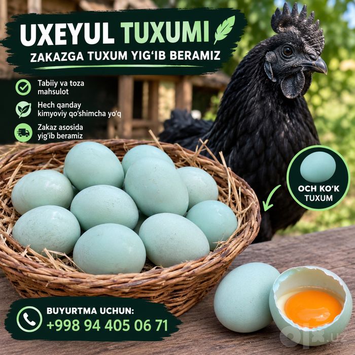 Uxeyul Qora tovuq tuxumi