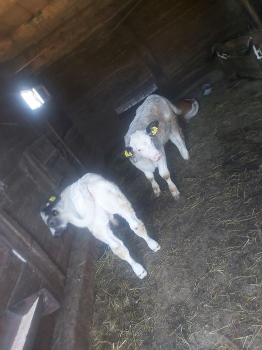 Vand vitei belga și baltati