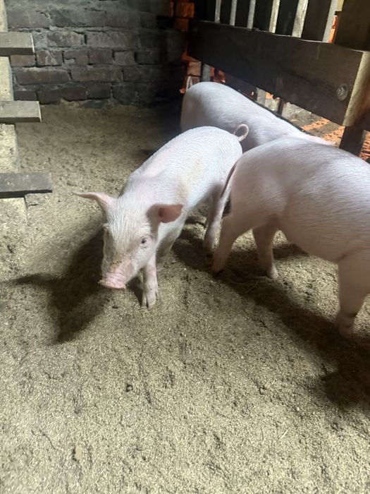 Продам поросят район Опытное поле