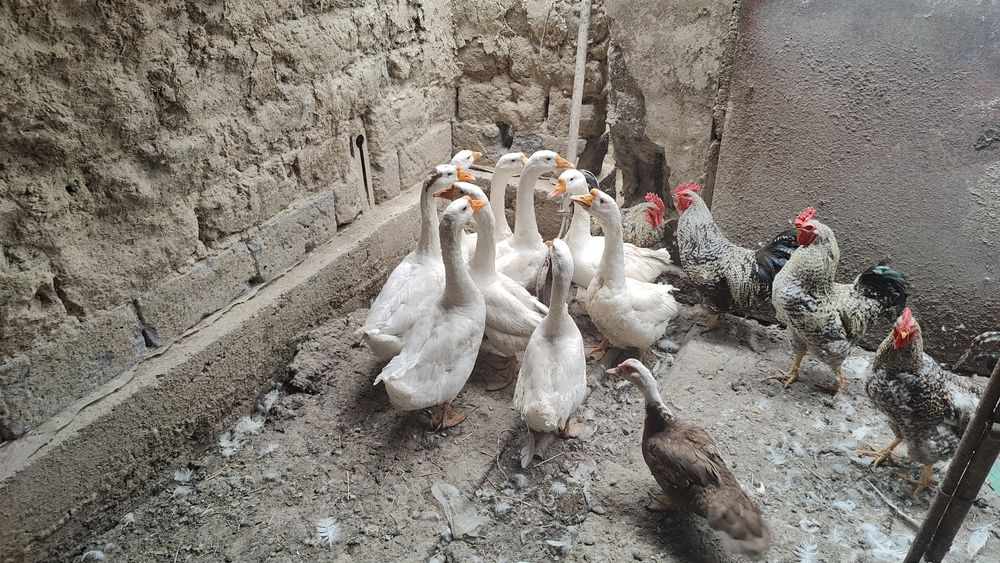 Продам гусей белых (читайте внимательно объявление)