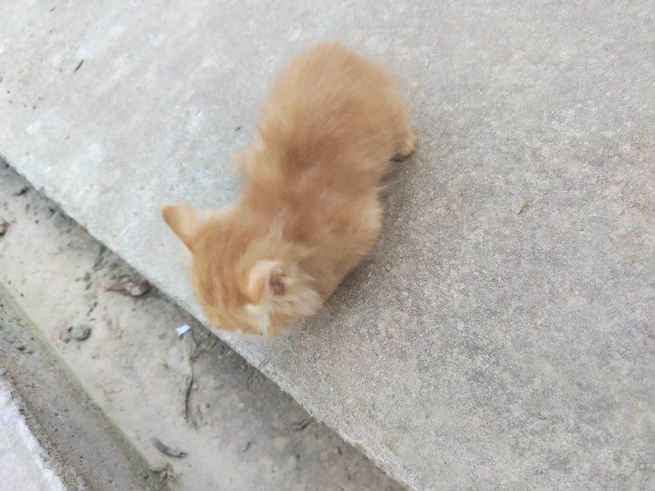 Mushuk bolasi sotiladi. Scottish fold
