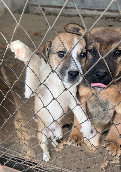 Злые  сторожевые щенки