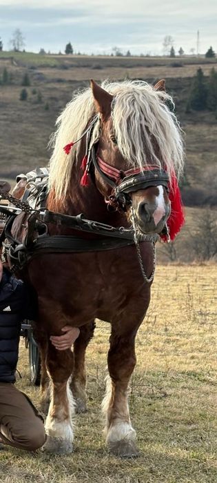 Vind armăsar 5ani de fitero