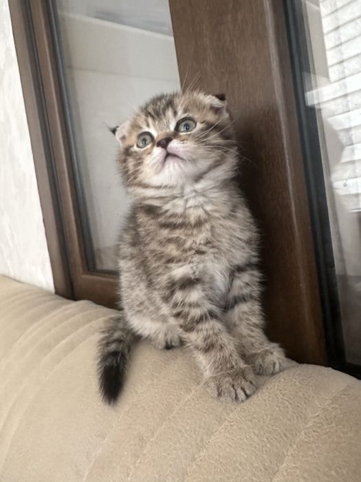 Скотч фолд шотланский