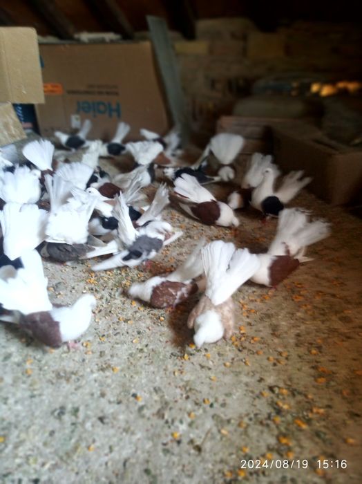 Гълъби...ЧИЛИКИ...