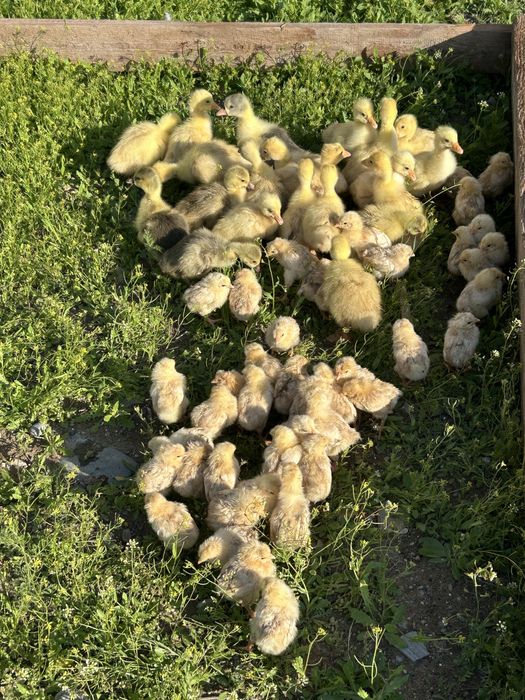 Қаз шөжегі Туркестан