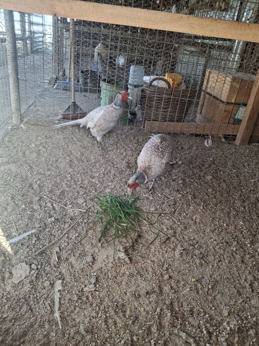 2masculi de fazan comun albastru la schimb