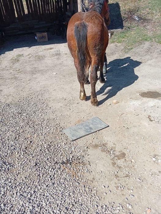 Vând mânz Greu sânge unguresc