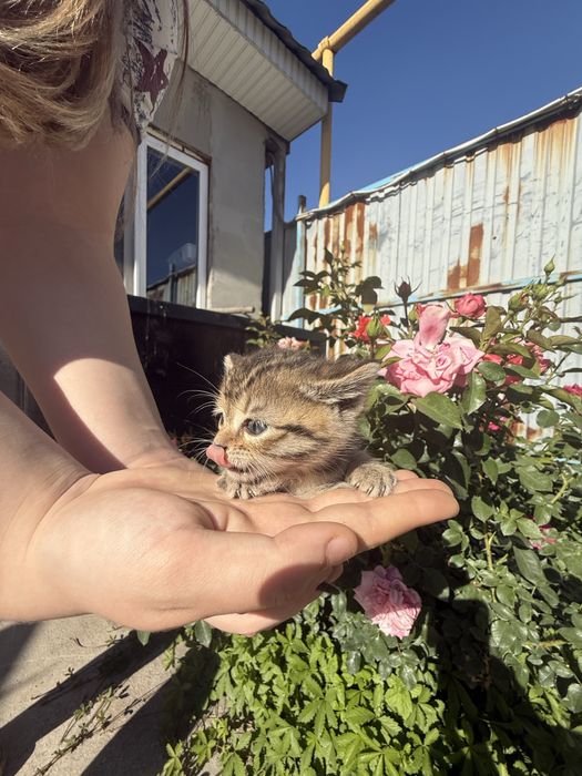 Котята беспоатно