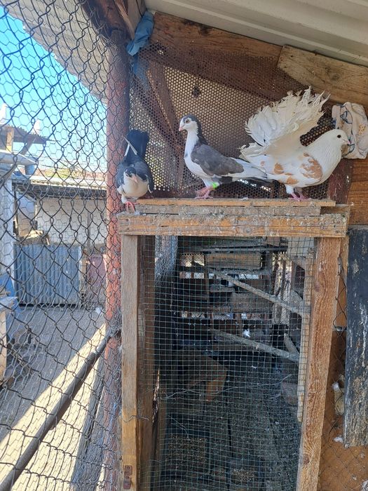 vând porumbei diferite rase