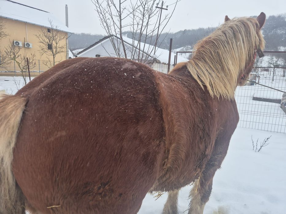 Vând mânz de un an și 4 luni