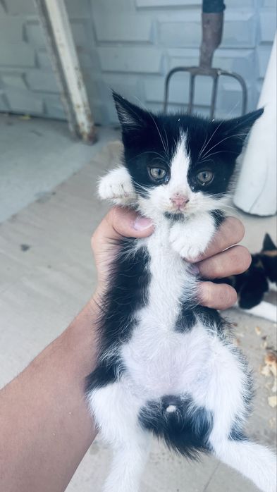 Котята даром …….