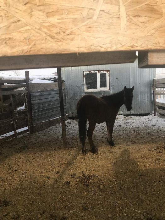 Екі бие буаз,бір тай соғым