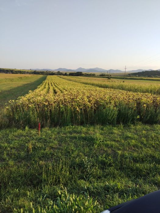 Vand teren INTRAVILAN sat Agapia