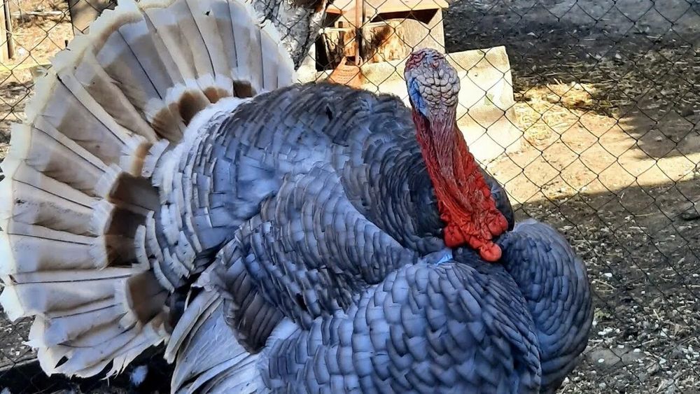 Инкубационное яйцо аспидный индюк в наличии еженедельно