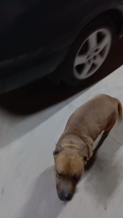 Питбуль девочка продается