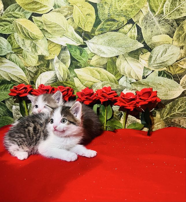 Котята британцы биколорные