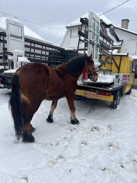 Vand mânz de 1 an si 8 luni