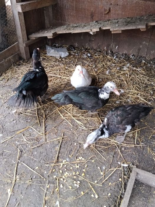 Vând rațe leșești Prahova