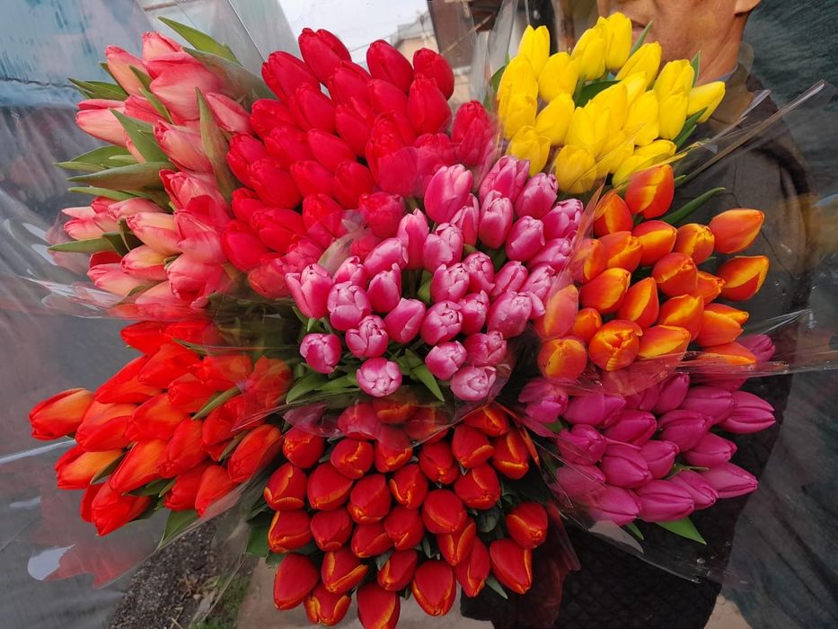 Тюльпаны крупный оптом