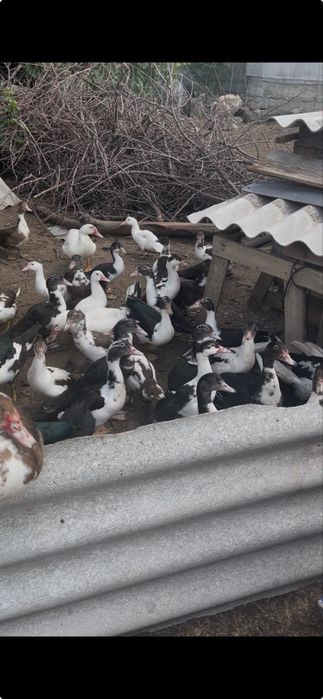 oua de rate mute pt consum sau incubat