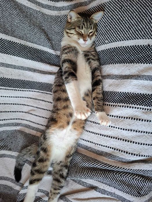 Отдаём котика в добрые руки