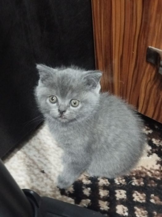 Срочно продается страйт,остался один.