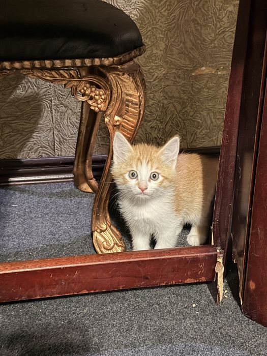 Рыжий котик отдам даром