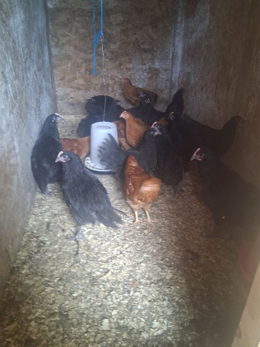 Cocosei australorp si new hampshire