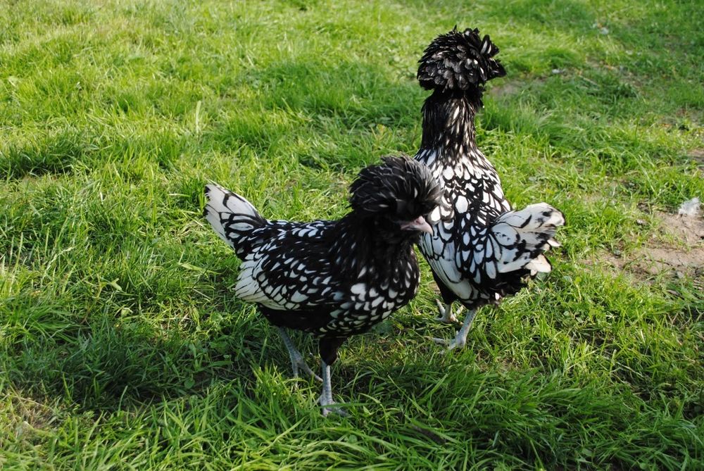 Oua incubație paduana argintie