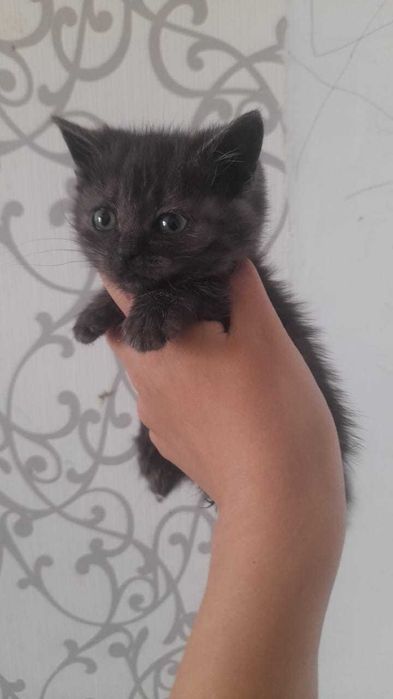 Британо-Шотландские котята, привиты!