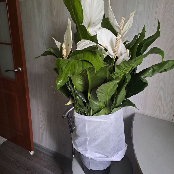 Продам женское счастье