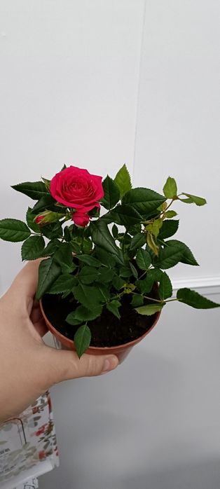 Розы в горшочке:2500 тенге