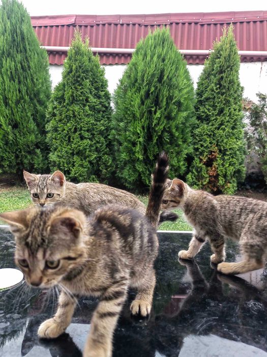 Dau spre adoptie 3 pui de pisica varsta 2 luni