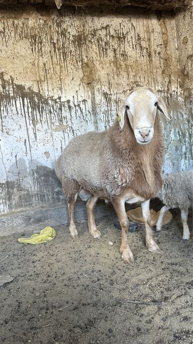 Арашан сатылады 2 жылдық