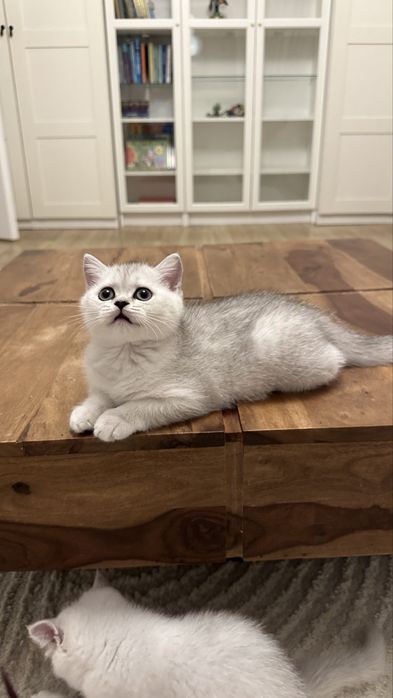 Pisica british silver shorthair