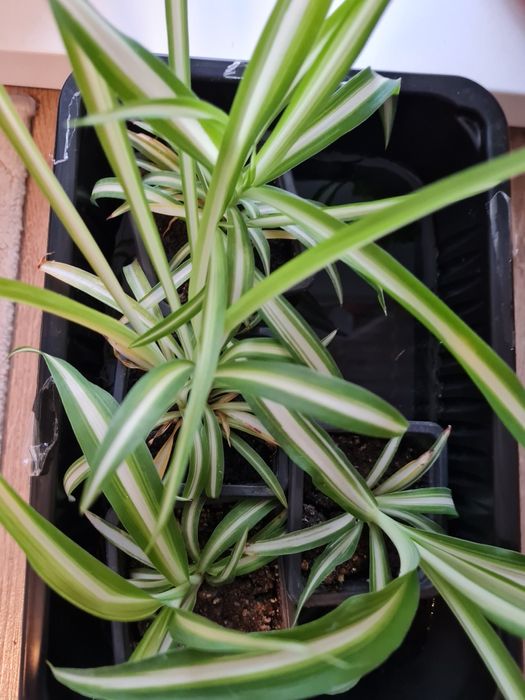 Planta păianjen/Spiderplant pui