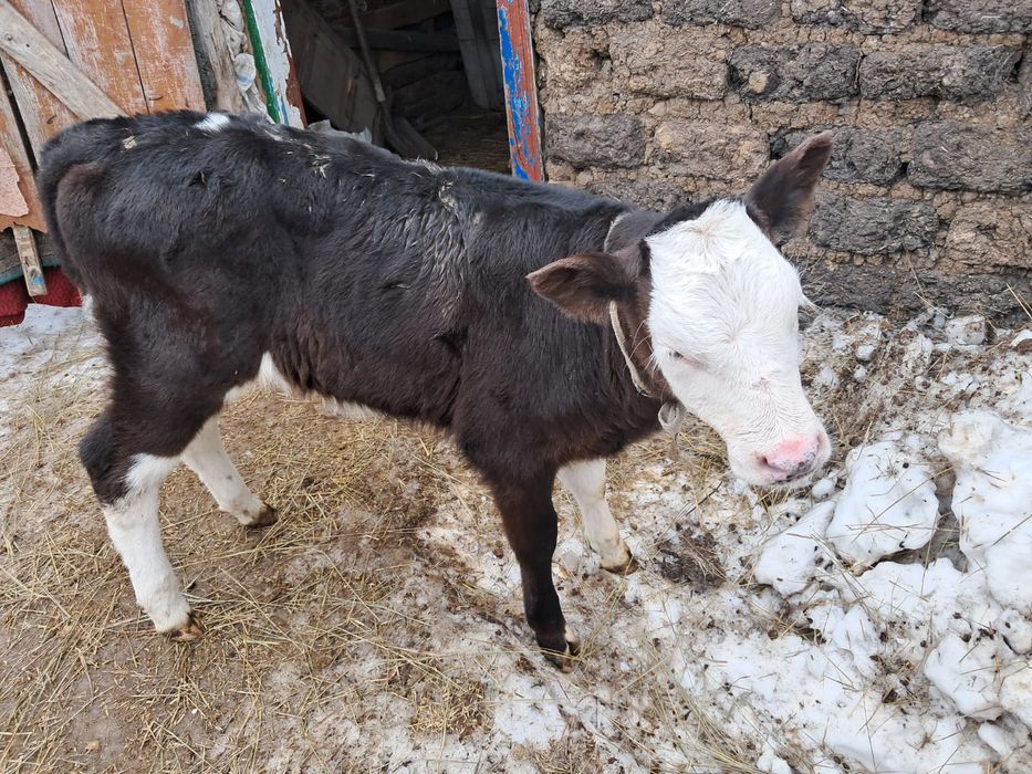 Бұзау сатылады тез арада