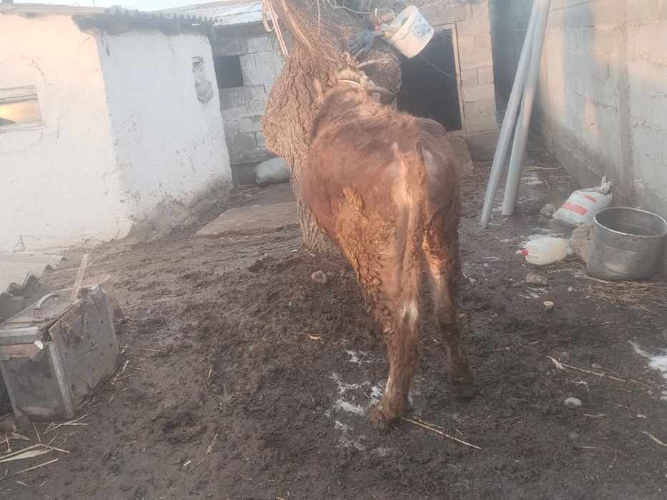 Сиыр сатылады байланған