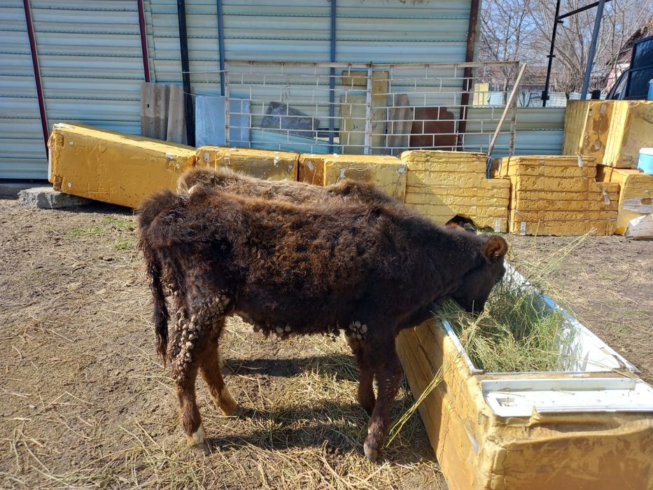 Продам двух телек