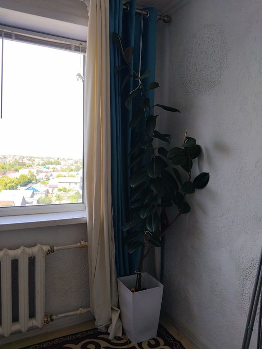 Продам цветы фикус