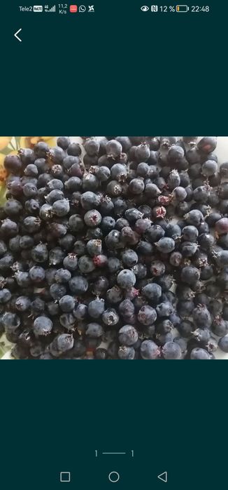 Продам иргу крупная, сладкая