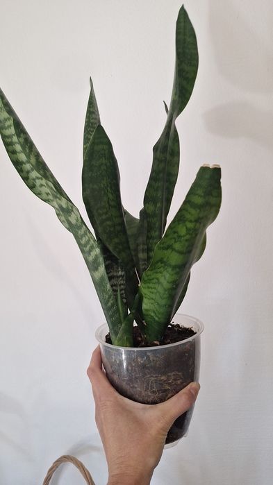 Plante de interior sau de birou
